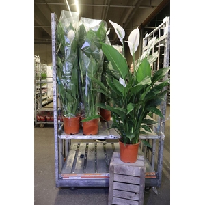 arr8 Spath Sweet Sebastia