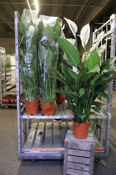 <h4>arr8 Spath Sweet Sebastia</h4>