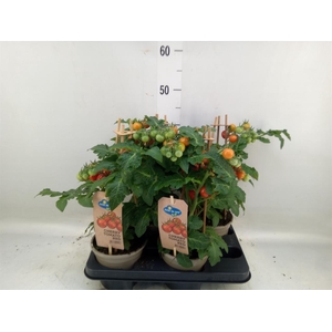 Solanum lycopersicum   ...