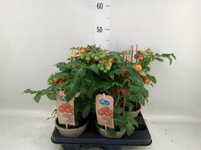 <h4>Solanum lycopersicum   ...</h4>