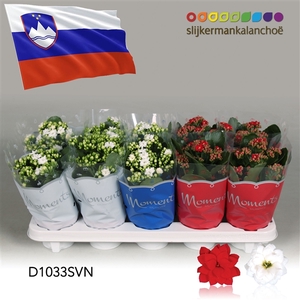 Kalanchoe Moments - Slovenia flag