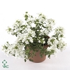Verbena  'Magelana White'