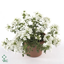 Verbena  'Magelana White'
