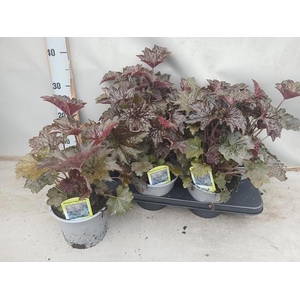 HEUCH MI PALACE PURP