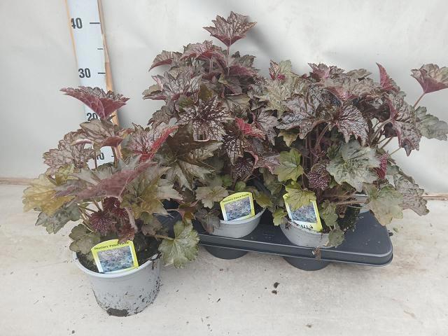 <h4>HEUCH MI PALACE PURP</h4>