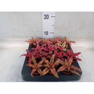 Cryptanthus   ...mix