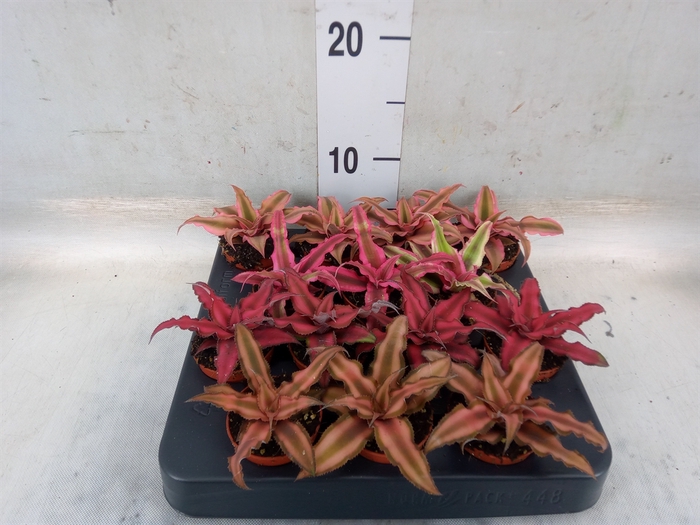 Cryptanthus   ...mix