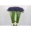 Agapanthus Suzan