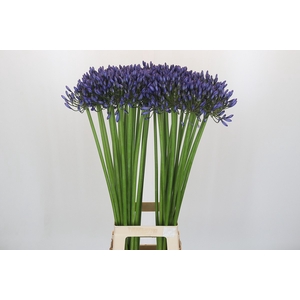 Agapanthus Suzan