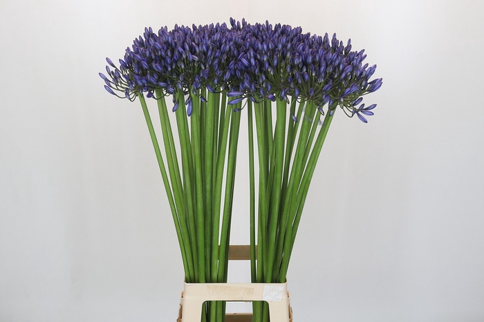 <h4>Agapanthus Suzan</h4>