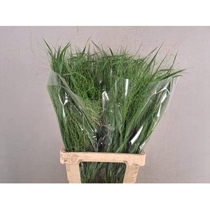 Panicum Fountain