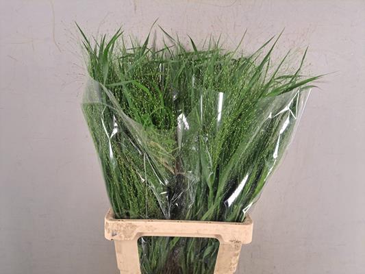 <h4>Panicum Fountain</h4>