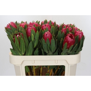 Protea Brenda