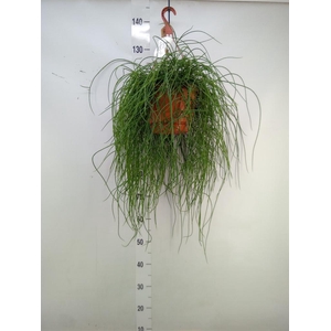 Rhipsalis floccosa