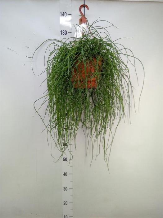 <h4>Rhipsalis floccosa</h4>
