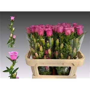 CAMP M CHAMPION ROSE EX