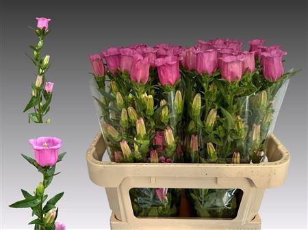 <h4>CAMP M CHAMPION ROSE EX</h4>