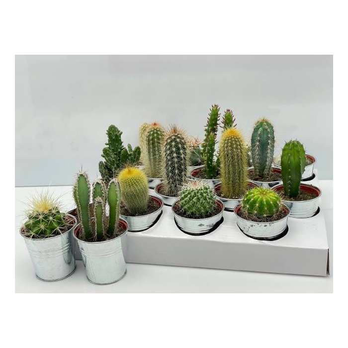 <h4>Cactus Gem</h4>