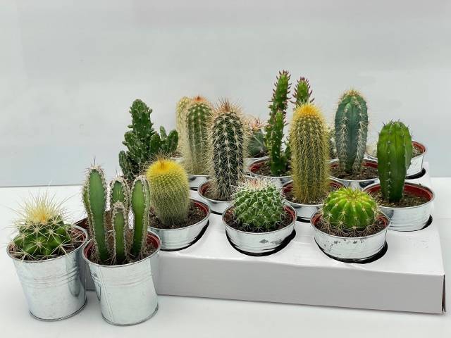 Cactus Gem