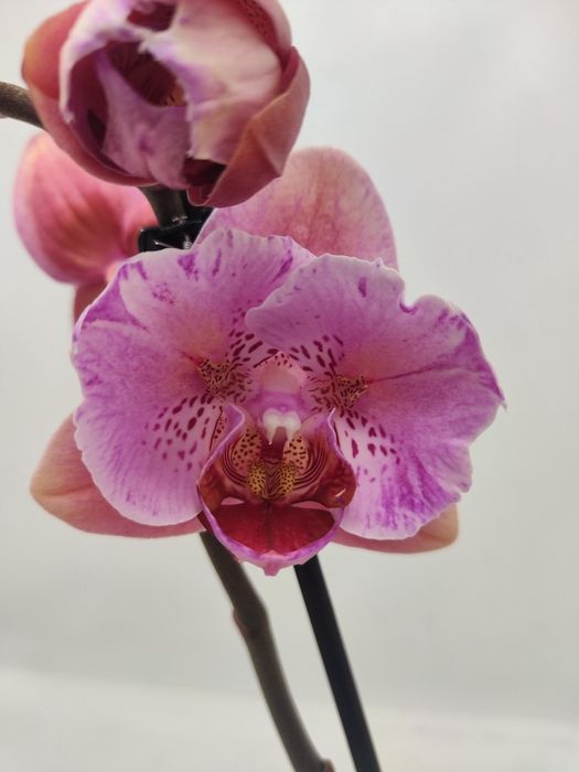 <h4>Limited 57 week 2</h4>