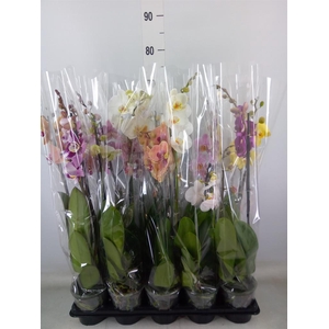 Phalaenopsis   ...mix