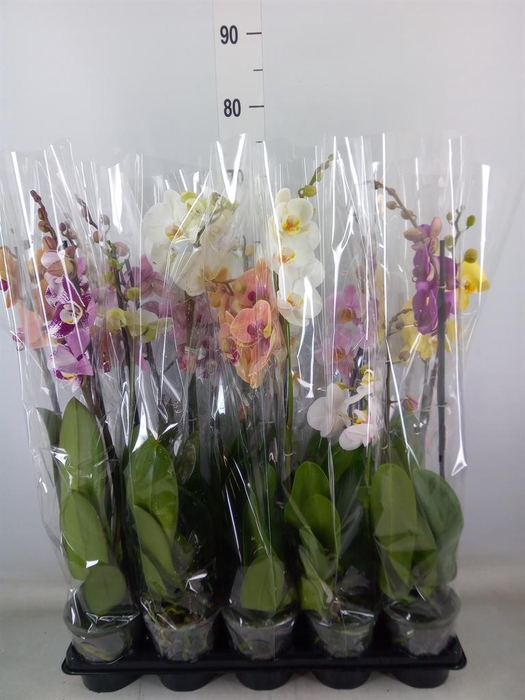 <h4>Phalaenopsis   ...mix</h4>