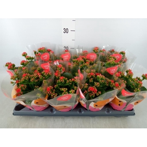 Kalanchoe  'RoseFlow Noelle'