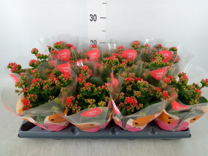 <h4>Kalanchoe  'RoseFlow Noelle'</h4>