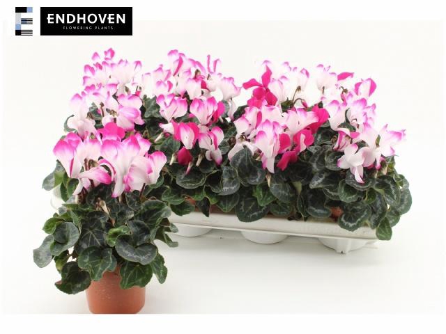 <h4>CYCL MD INDIAKA</h4>