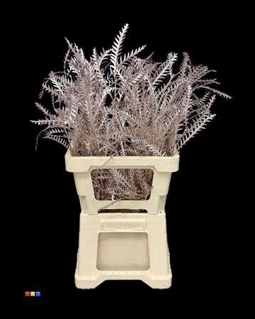 <h4>Grevillea Ivanhoe Champagne</h4>
