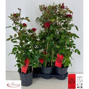 ROSA OV