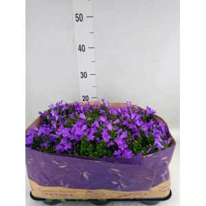 Campanula porten. 'Blueone'