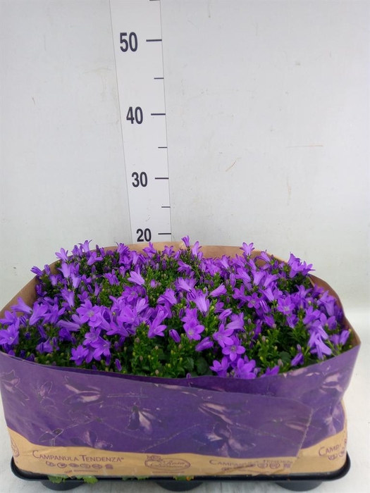 <h4>Campanula porten. 'Blueone'</h4>