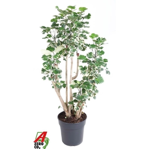 Polyscias Sc Balfouriana Vertakt