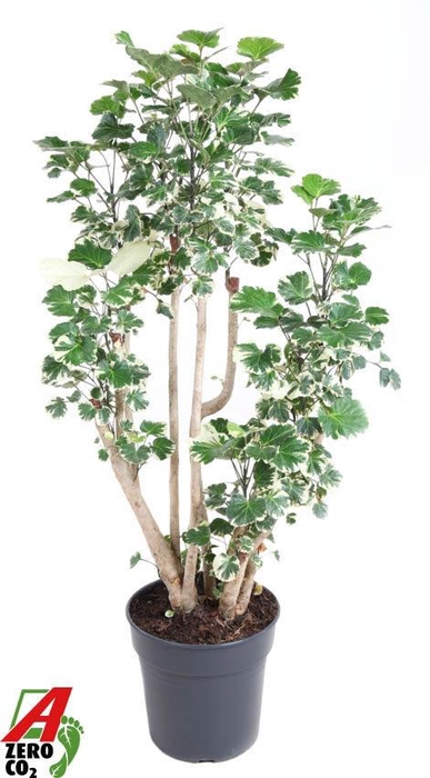 <h4>Polyscias Sc Balfouriana Vertakt</h4>