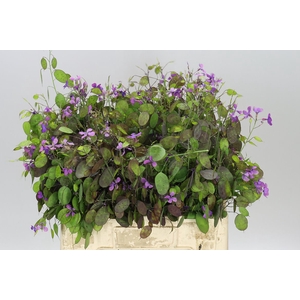 Lunaria Paars