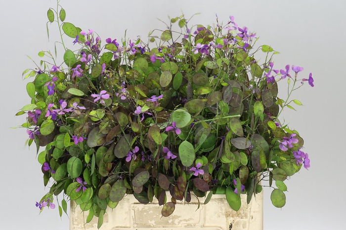 <h4>Lunaria Paars</h4>