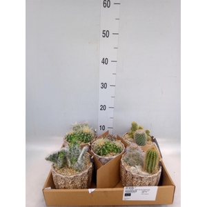 Arr.  Cactus H%