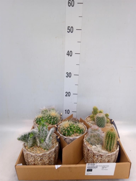 <h4>Arr. Cactus H%</h4>