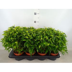 Ficus benja. 'Green Kinky'