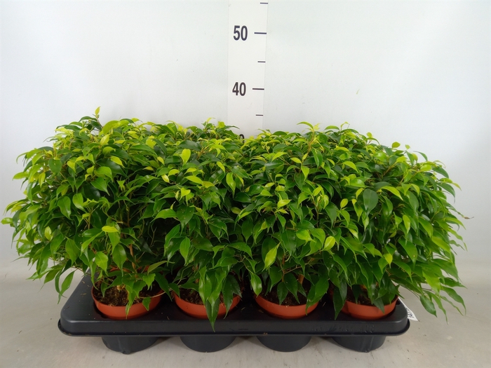 <h4>Ficus benja. 'Green Kinky'</h4>