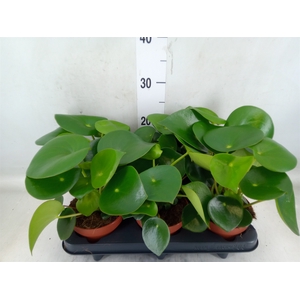 Peperomia polybotrya 'Raindrop'