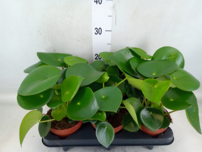 <h4>Peperomia polybotrya 'Raindrop'</h4>