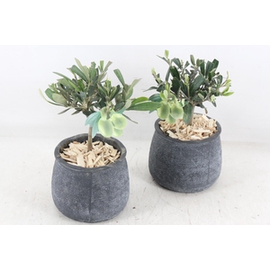 arr3 SN - Dark pot duke kl x6 Olijf