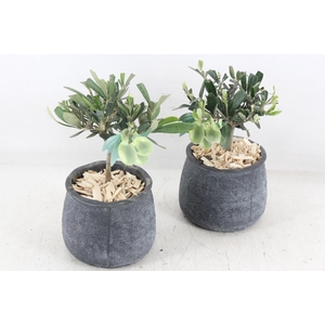 arr3 SN - Dark pot duke kl x6 Olijf