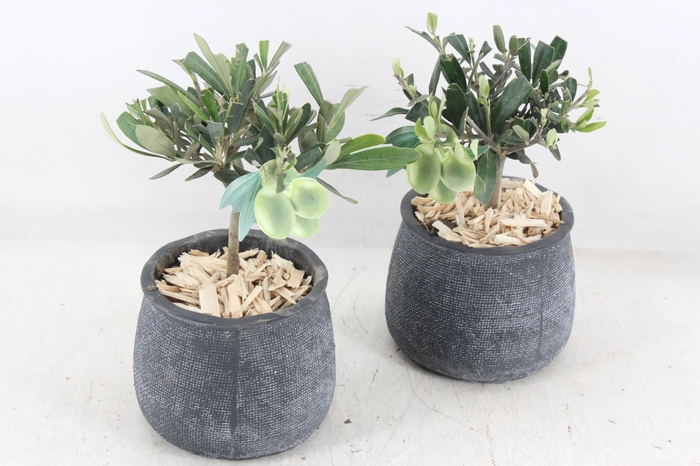 <h4>arr3 SN - Dark pot duke kl x6 Olijf</h4>