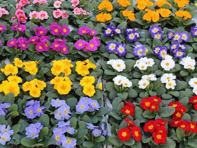 <h4>PRIM AC MIXK</h4>