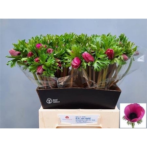 Anem Co Mar Orchid