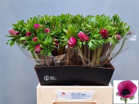 <h4>Anem Co Mar Orchid</h4>