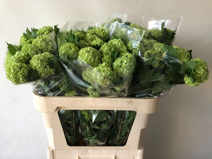 <h4>VIBURNUM ROSEUM ST</h4>